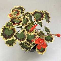 カラーリーフゼラニウム　日の丸　天竺葵　　ガーデニング　花壇　葉　紅葉　希少品種