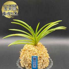 富貴蘭、風蘭、慶賀 - メルカリ