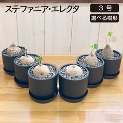 【希少品種】 観葉植物 ステファニア エレクタ 選べる樹形 【現品】 3号 黒ポット鉢 塊根植物 コーデックス レア品種 鉢植え お祝い 誕生日 贈り物 インテリア 送料無料 [黒2]
