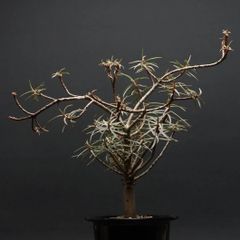 "Euphorbia balsamifera" ユーフォルビア バルサミフェラ 管理2114