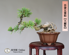 吾妻五葉松【大巓性】ダイテンショウ 実生 根上り 小品盆栽【泰寿園 Online】現品 一点物 盆栽 松柏 室内 鑑賞 趣味 卓上盆栽 盆栽鉢 グリーン 和 ギフト プレゼント 贈答品 ミニ盆栽 誕生日 母の日 父の日 敬老の日 記念日 お祝い 25