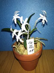 富貴蘭　白花です‼️のサムネイル