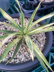 2025年最新】グロリオサ ユッカの人気アイテム - メルカリ