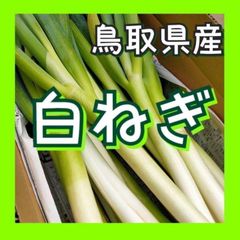 【常温】白ネギM 15kg程度  白ねぎ 長ねぎ ネギ 鳥取県産