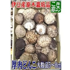 ★今季最終間近★無農薬★伊豆産原木栽培品★肉厚大粒どんこ5～8㎝生椎茸1㎏