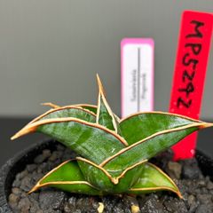 サンスベリア　ピングイキュラ　発根済