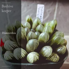 2024年最新】BEEHIVEの人気アイテム - メルカリ