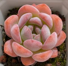 -*-様 B1528-2×20苗ピンクウィッチ抜き苗 多肉植物 エケベリア サボ 16株の抜き苗セット】ピンクウィッチ 多肉植物 佐川急便発送