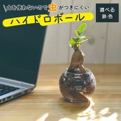 観葉植物 ハイドロボール ハイドロカルチャー ガジュマル 土をつかわない ミニ観葉 ガジュマルの木 母の日 ギフト プレゼント 誕生日 初心者 小さい おしゃれ 開店祝 卓上 玄関 リビング 送料無料