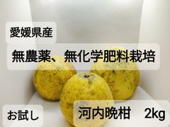 「お試し」愛媛県産、無農薬無化学肥料栽培、樹上完熟河内晩柑　2㎏