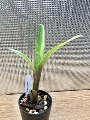 ネオレゲリア マクラータ　neoregelia maculata キンクマ農園☆N0011