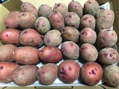 レッドムーン  種芋　コンパクト便