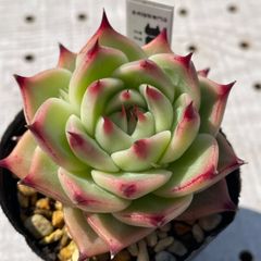 トスカネリ　多肉植物　エケベリア　韓国苗