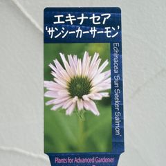 【宿根草】エキナセア・サンシーカー サーモン　3.5号ラベル苗