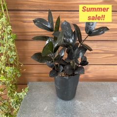 ④ ザミオクルカス◎レイヴン◎観葉植物◎インテリア