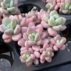韓国苗 バイキング ♡ ALL 500円 ♡ 新入荷 ローシン ZM1536×30鉢 抜き苗 多肉植物 アエオニウム