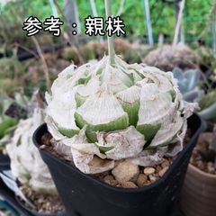 種子１０粒 ハオルチア ロックウッディ 多肉植物 Haworthia lockwoodii - メルカリ