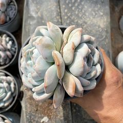 セール！多肉☆スターマーク3頭群生・大株・抜き苗 楽天市場】農園直売 多肉植物 寄せ植え エケベリア属 Star Mark