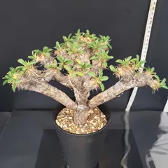 ギラウミニアナ現地球 プラ鉢ごと メルカリ便発送 ギラウミニアナ現地球 プラ鉢ごと メルカリ便発送 2025年最新