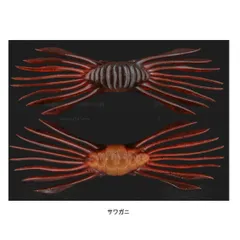 サワガニ様用 サワガニ様用 サワガニのおすすめ人気商品一覧 通販 - Yahoo