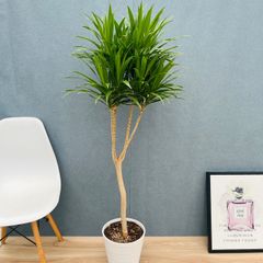 現品］【希少】☆数量限定☆36番 創樹 オリーブ セント