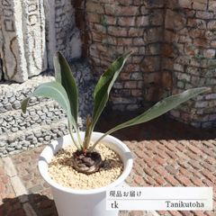 鉄甲丸 TK110 ユーフォルビア 7.5ｃｍポット おすすめ販売 写真の子をお届け 特定販売