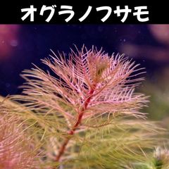 オグラノフサモ  2本 水中葉  送料無料