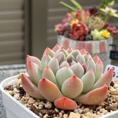 多肉植物 ☘️ ピョンテ 抜き苗