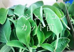 スーパーフード【マンジェリコン】カット苗(挿し木)5本