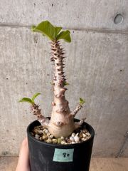 【現品限り】パキポディウム・ウィンゾリー 大株 実生【B80】 Pachypodium gracilius【植物】塊根植物 夏型 コーデックス