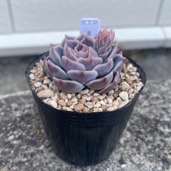 多肉植物 エケベリア ミルクキス