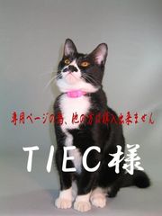 TIEC様　専用ページ