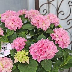 鉢花 アジサイ 茜雲 5号ポット 八重咲き 紫陽花 ピンク 丈夫 プレゼント あじさい
