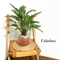 カラテア（大きいサイズ）「フレディ」　セラミス・ グラニュー　ハイドロカルチャー　ゼオライト入り