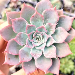 シャビアナ◎多肉植物 カット苗 韓国苗 エケベリア等 tanikutoha_set-ko10