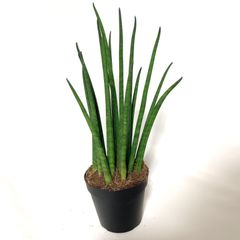 サンスベリア ブルーキュー sansevieria Blue Kew - メルカリ
