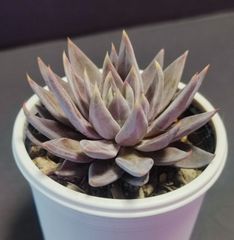 エケベリア 原種クライギアナ チワワ その5　craigiana chuahua  ケーレス実生苗 月曜or火曜日発送