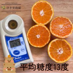 ゆら早生みかん　1.3キロ