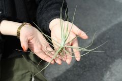 チランジア【シーディアナ】 （生産者：Indoorplants Tom's　杉山拓巳）　エアプランツ　エアープランツ