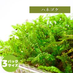 【高原の苔】 ハネゴケ 透明感のある葉が綺麗  テラリウム 苔パック 苔テラリウム アクアテラリウム 日陰向き 湿潤な環境を好む クローズ 密閉容器向け L(１２ｃｍ×１９ｃｍ)外寸