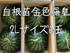 富里1番なりスイカ味きらら3Lサイズ2玉入り 富里一番なりスイカ味きらら3Lサイズ2玉入り - メルカリ