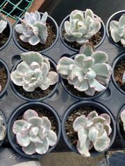 抜き苗 バークレー錦 MY85×18株 ふっくら 多肉植物 エケベリア サボテン 韓国苗 新入荷