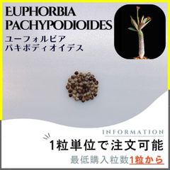 【種子】ユーフォルビア パキポディオイデス /セット割あり 数量1粒から購入OK