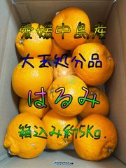 【見切り品】はるみ　大玉　箱込み約5Kg.
