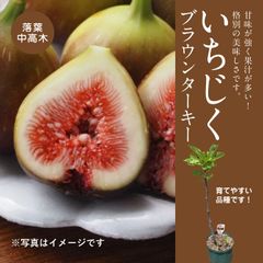 果樹・いちじくブラウンターキー
