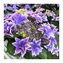 【花芽なし】アジサイ：月虹〈ゲッコウ〉ブルー（５.5号鉢）　ガクアジサイ　八重咲きアジサイ　　希少　紫陽花　ハイドランジア　母の日　ギフト　鉢花