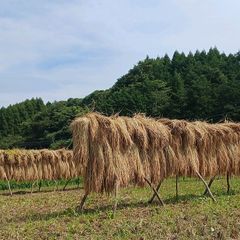 こだわりのお米 玄米20kg [天日干し・無農薬・有機肥料・籾保存]_ 幻のお米 旭1号 無農薬無肥料栽培 天日干し 玄米です20kg(5kg×4個