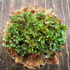 【速達】P.veitchii cv. pedro tatsuta前葉体 XLサイズ ⑤