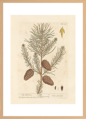 世界の名画 100年前 アートポスター ボタニカル 植物 果物 ハーブ ヴォイニッチ手稿 絵画 おしゃれ レトロ ポップ インテリア フレームなし （A3サイズ）（ポスターのみ）