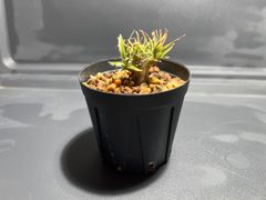 専用》キフォステンマ ウターマクロプス①丸形美株 - メルカリ 